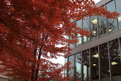 a red maple outside of Douglas Hall